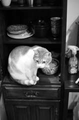 ネコと食器棚