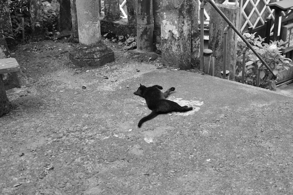 モノクロな黒猫
