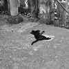 モノクロな黒猫