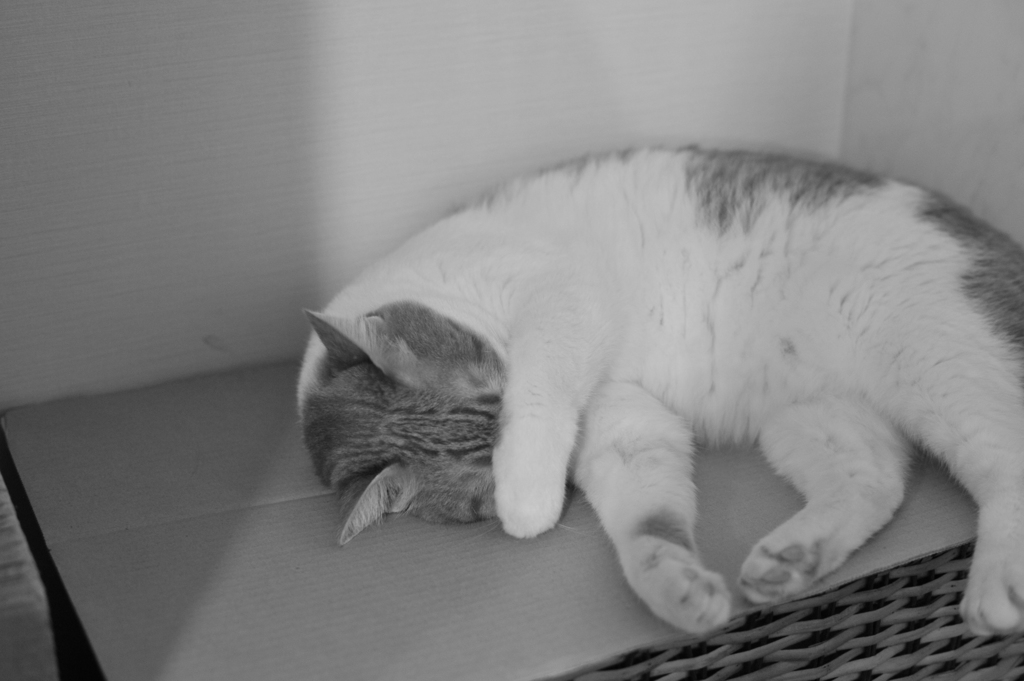 ねこ　まぶしいんだよ
