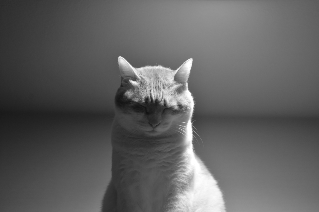 ねこ　はやく撮れよ眠いのに