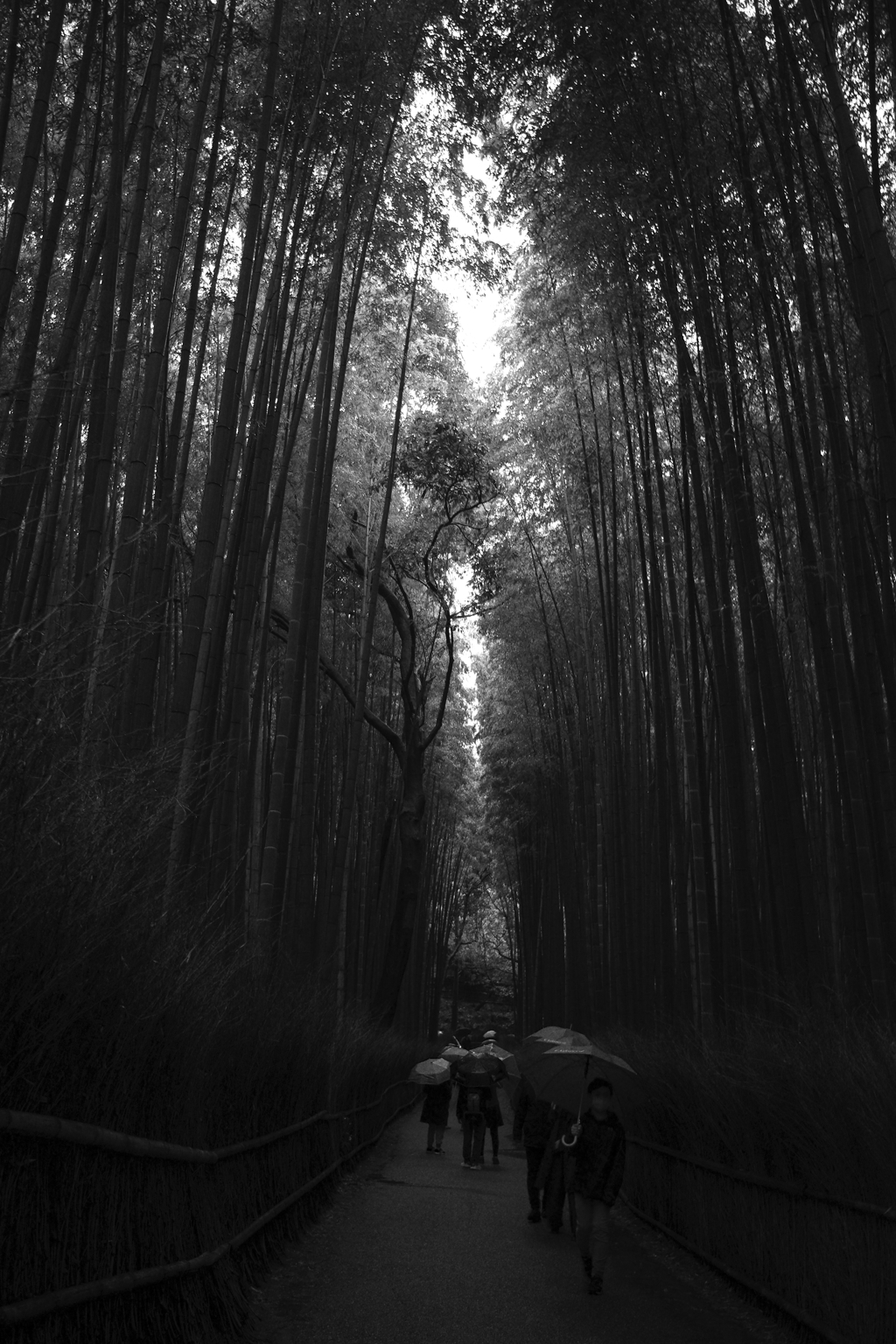 嵐山竹林