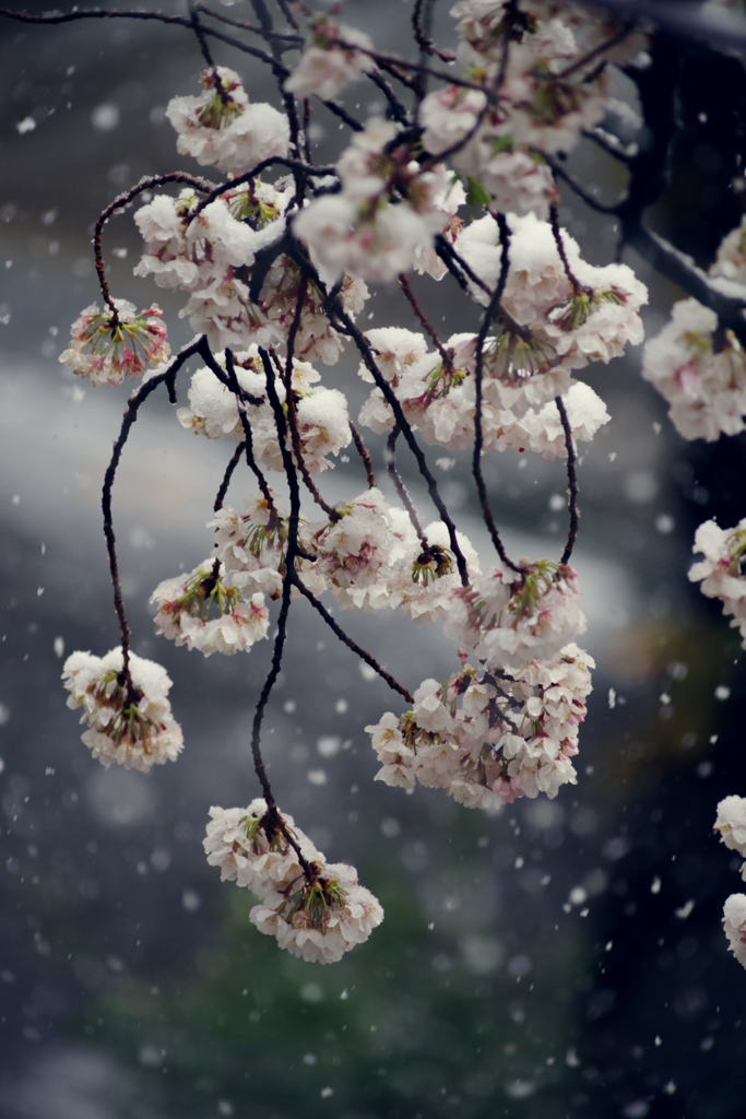 桜と雪