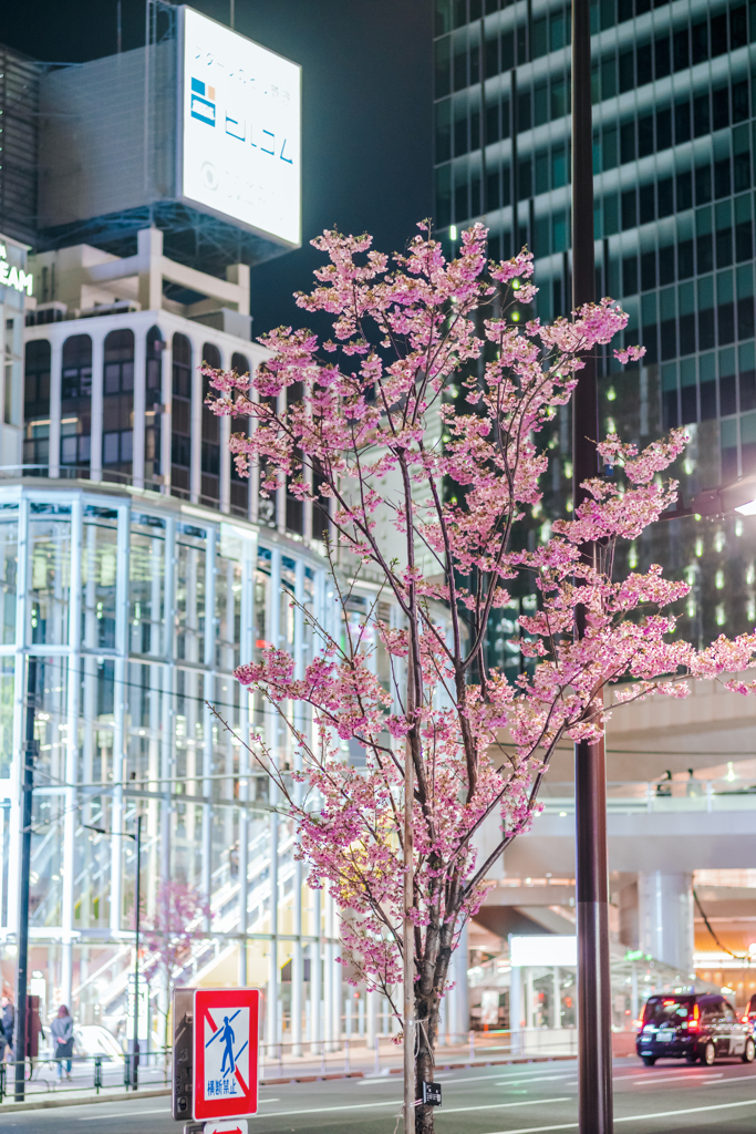 渋谷明治通りの桜