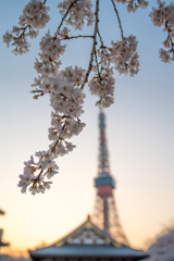 増上寺からの桜