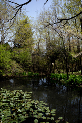 箱根湿生花園