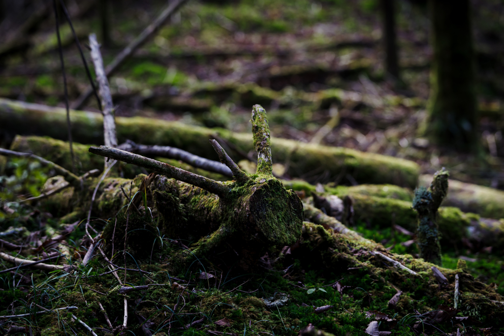 苔と木