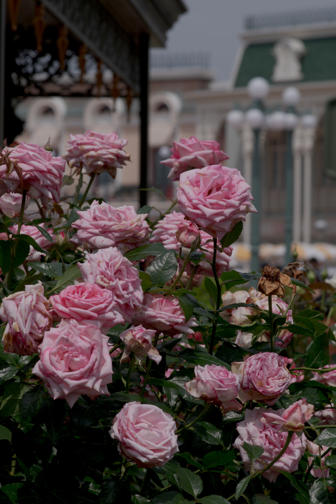 ディズニーランドの薔薇