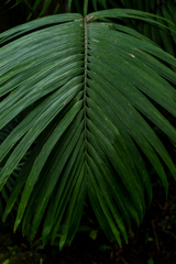 椰子の葉