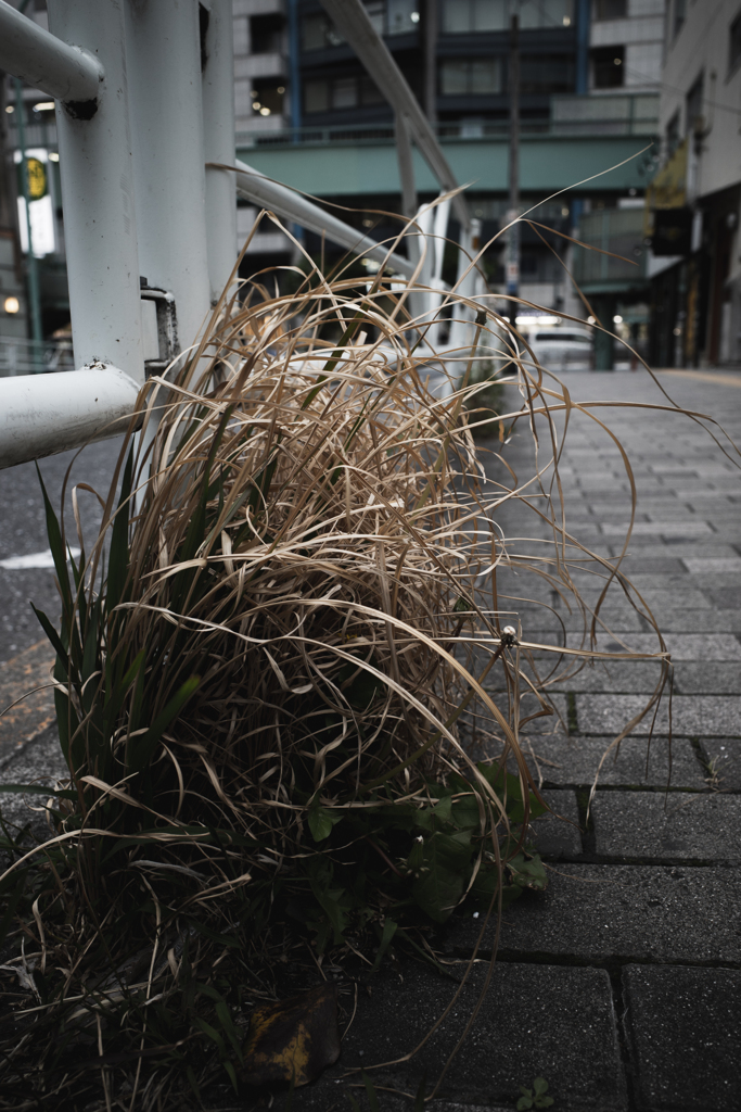 渋谷　雑草