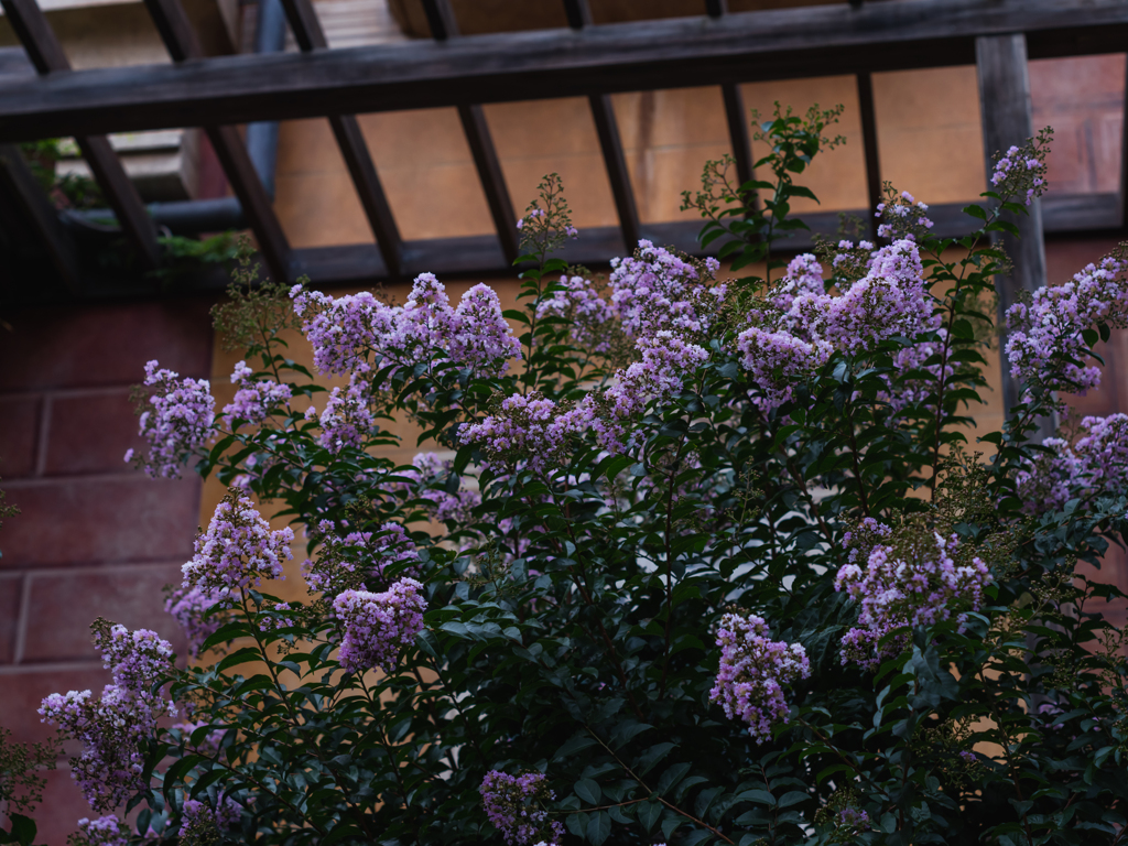 サルスベリの花