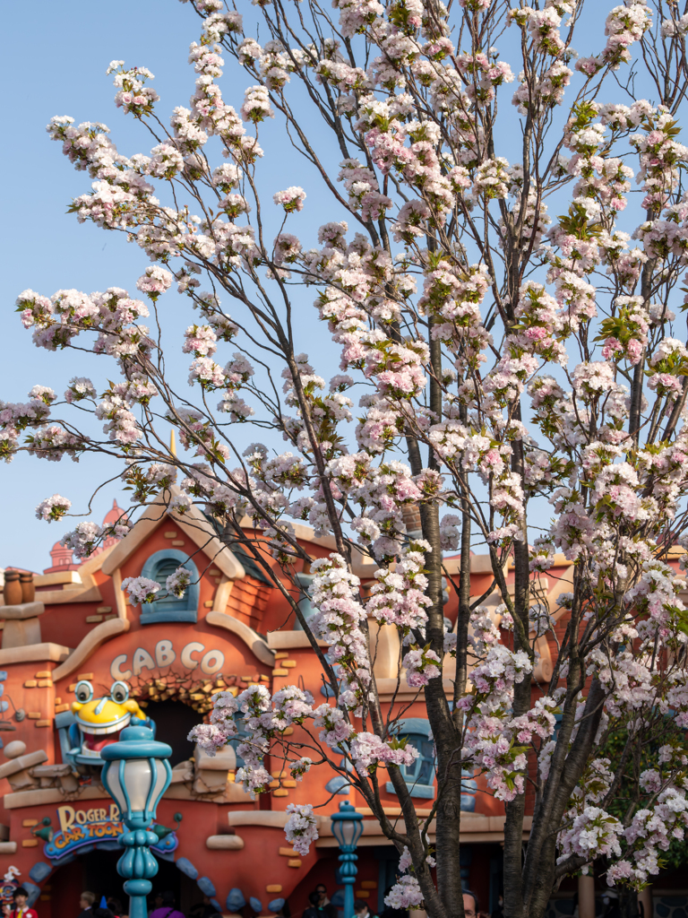 トゥーンタウンの桜