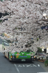 桜とバス