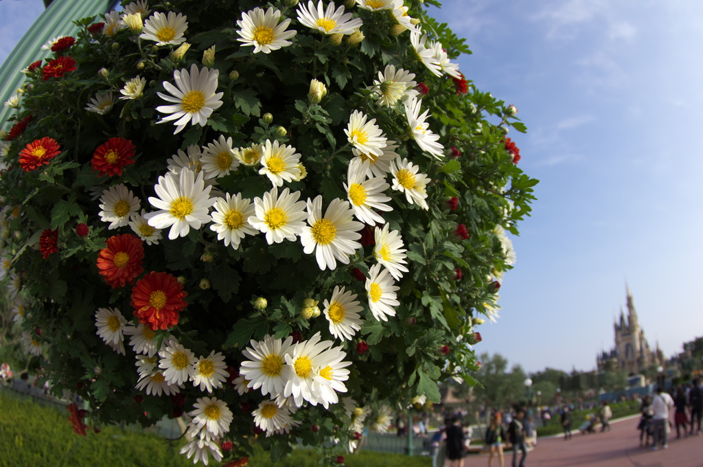 ディズニーランドのお花