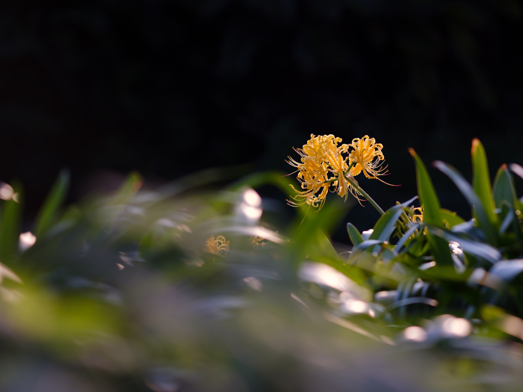 黄色の彼岸花