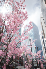 明治通りの桜