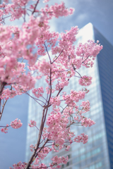 渋谷明治通りの桜