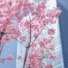 渋谷明治通りの桜