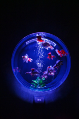 アートアクアリウム