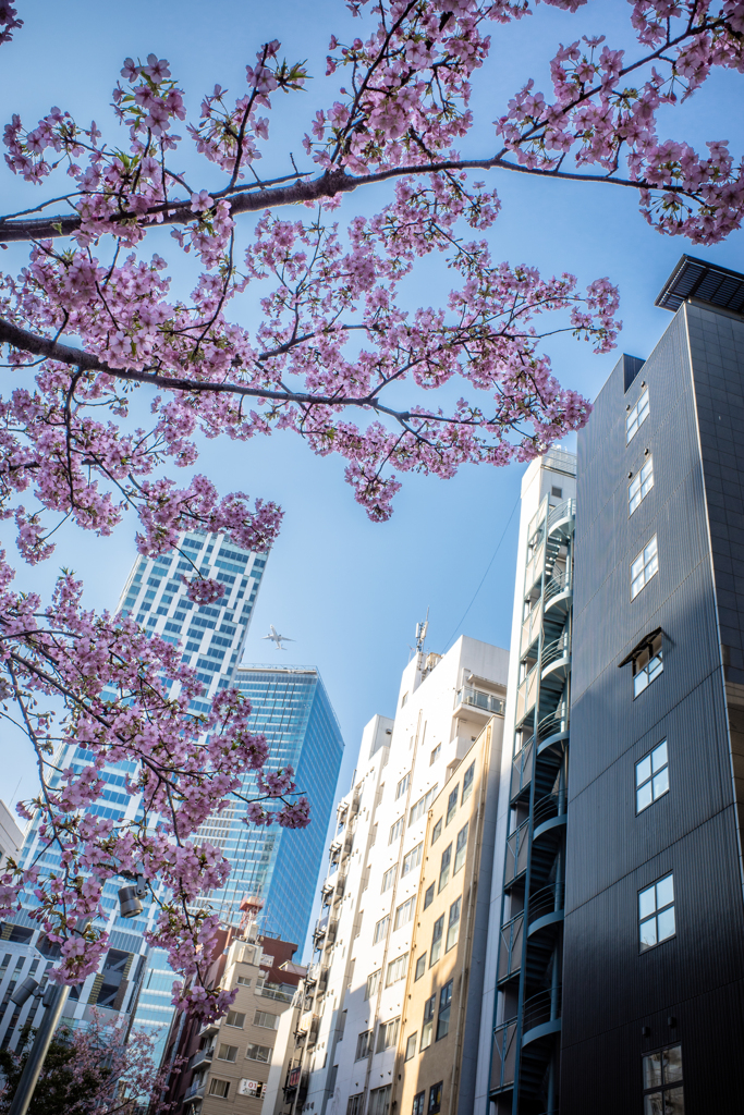 桜の中を飛ぶ