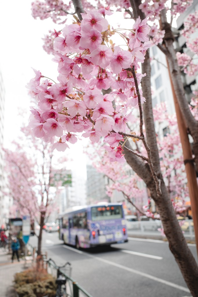 桜とバス