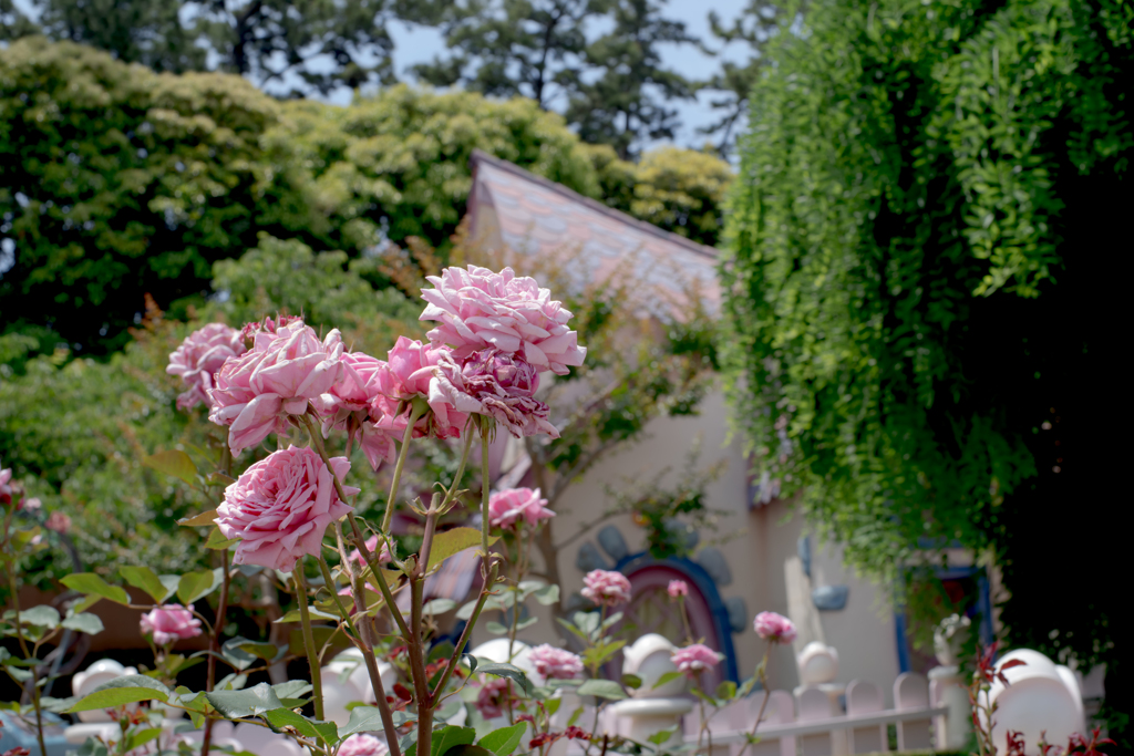 ミニーの家 薔薇