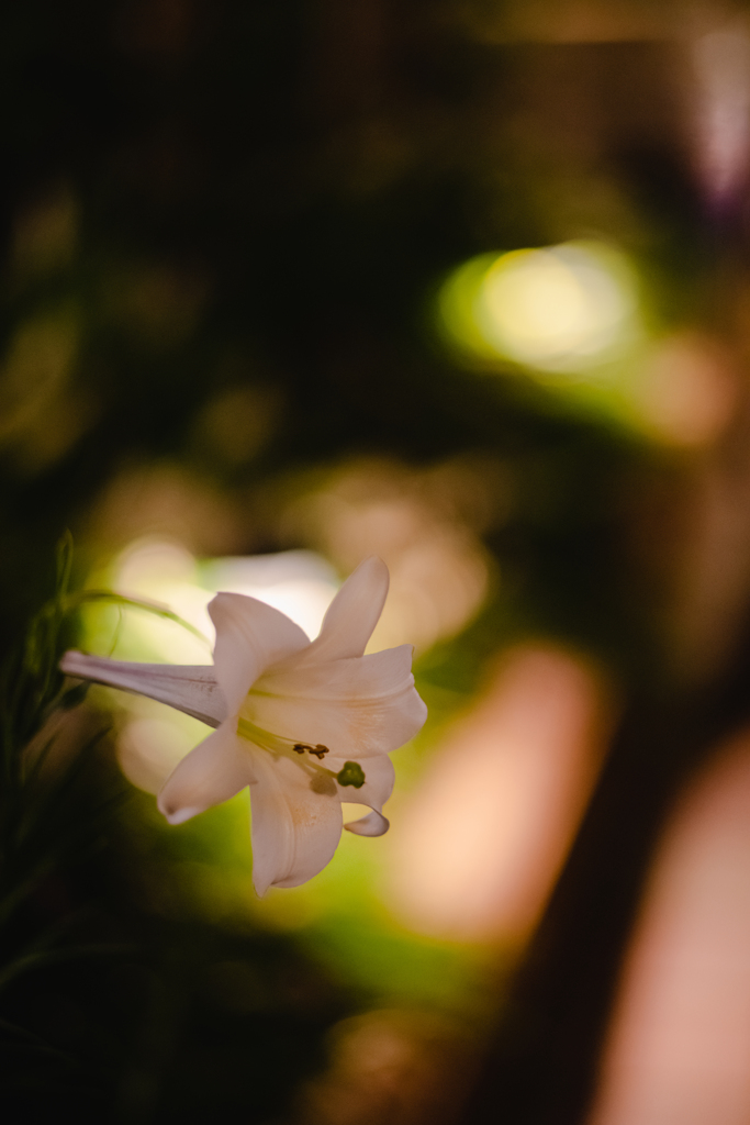 ゆりの花