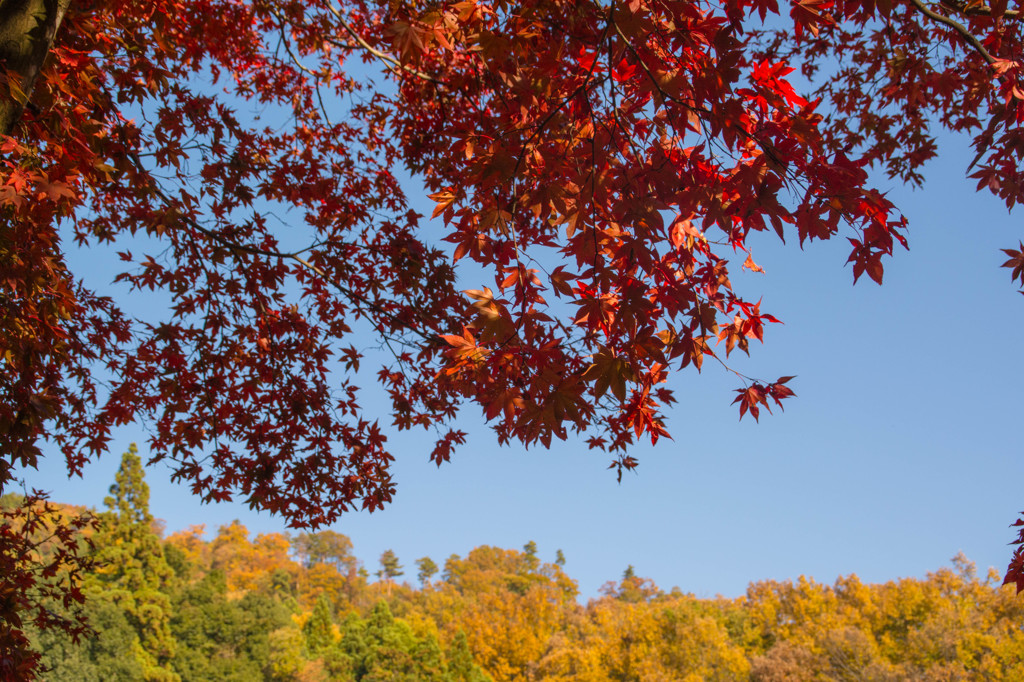 紅葉その1