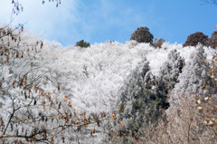 樹氷その3
