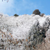 樹氷その3