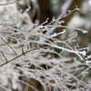 樹氷その1