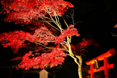 阿夫利神社 紅葉