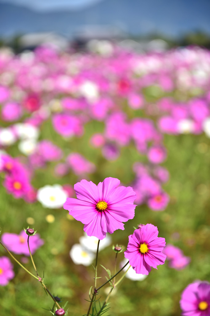 秋桜（群生）