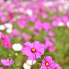 秋桜（群生）