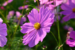 秋桜６