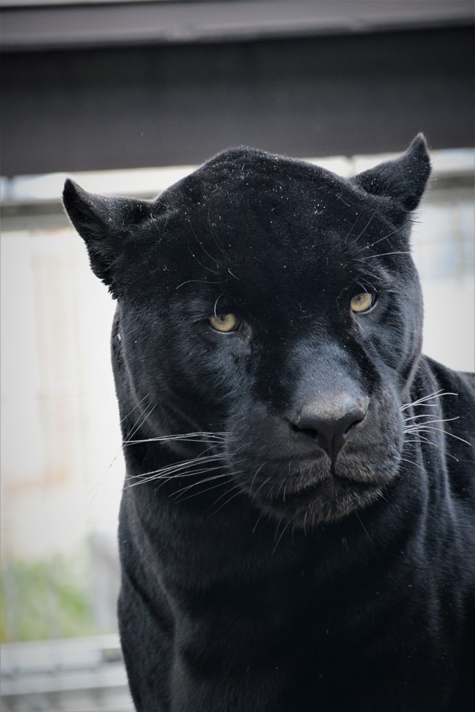 ジャギュア