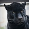 ジャギュア