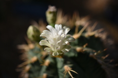 サボテンの花