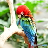 金剛インコ