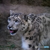 ユキヒョウ。