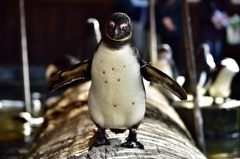 ペンギン