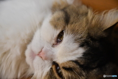 猫眠２