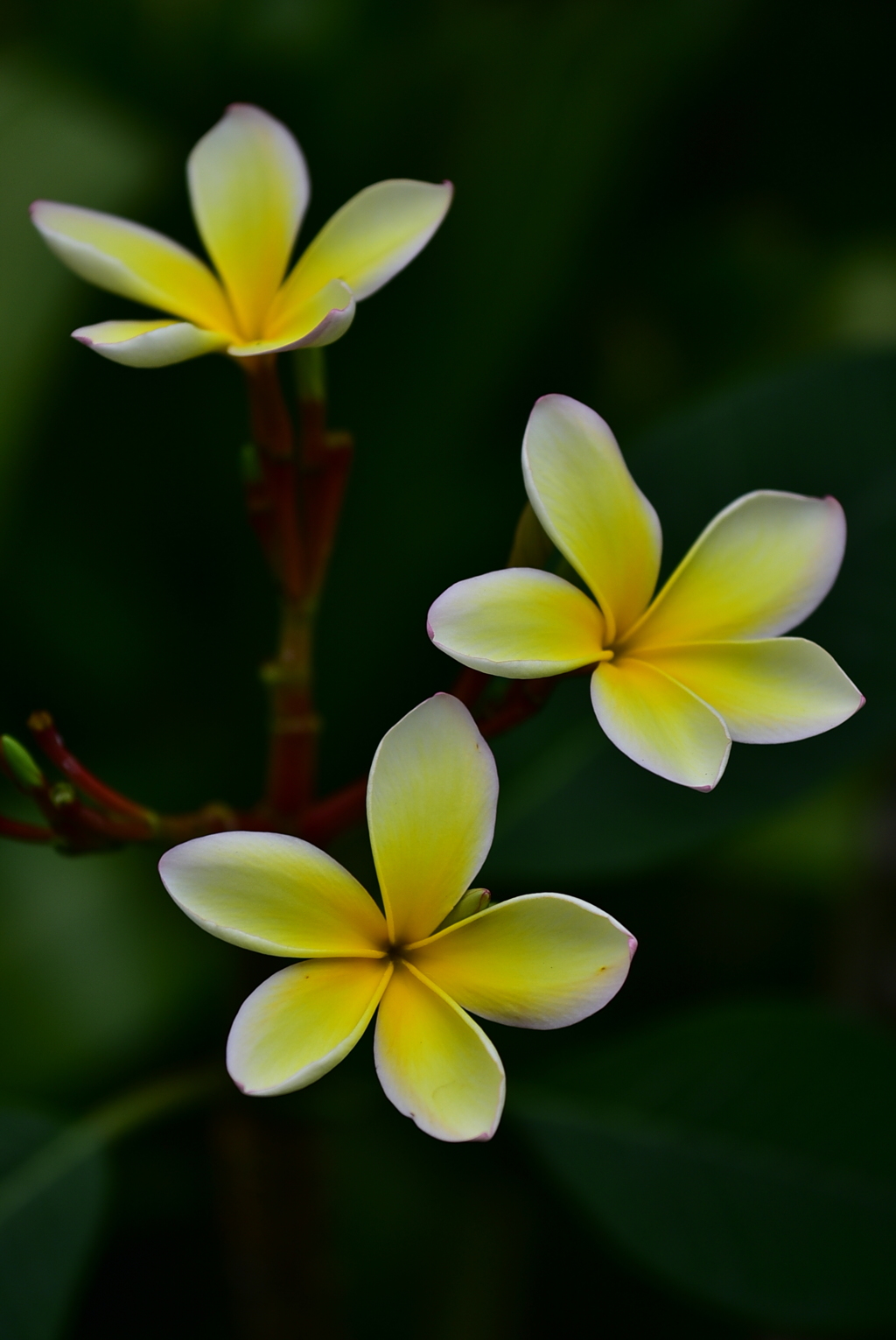 花２