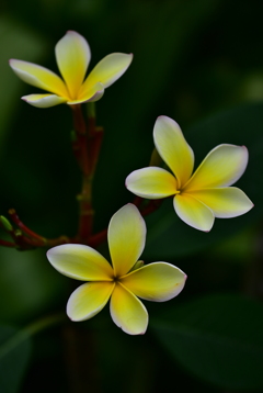 花２