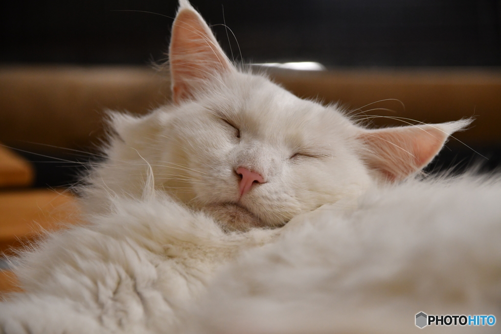 猫眠１