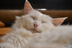 猫眠１