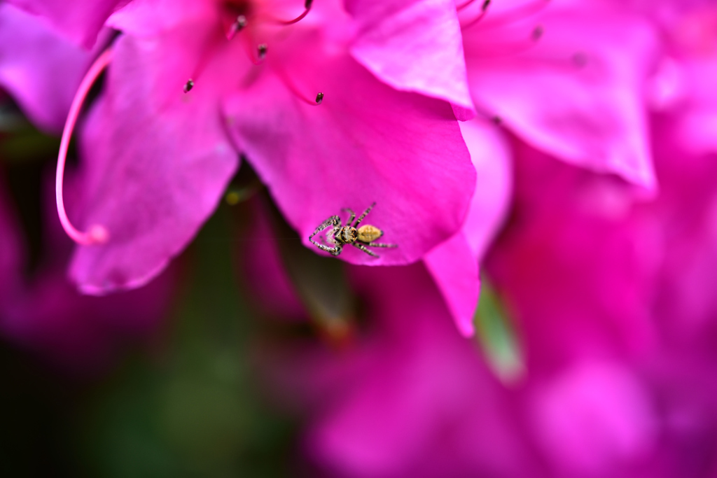 蜘蛛の糸。