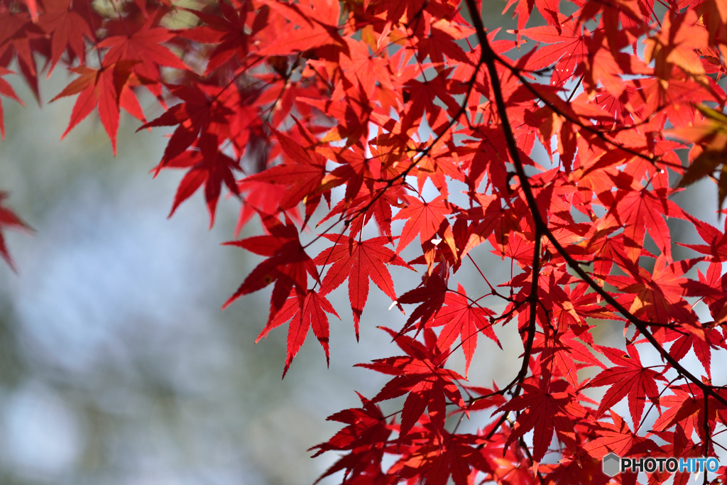 宇治川紅葉２