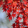 宇治川紅葉２