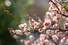 梅４